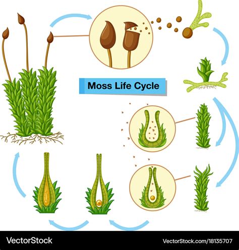 Moss Life Cycle Worksheet