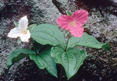 Trillium | Description, Species, & Facts | Britannica