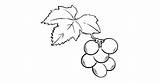 Anggur Grapes Mewarnai Buah Uvas Coloring4free Uva Colorare  sketch template