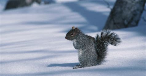 Do Squirrels Hibernate? A Look Inside Their Fuzzy Lives