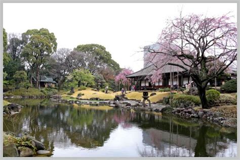 Minoru' Photo Diary: Weeping cherry blossoms at the garden of Sensoji temple. 伝法院の枝垂れ桜。 | Cherry ...