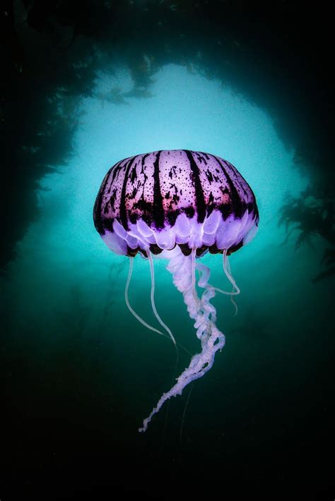 Purple Striped Jellyfish Life Cycle