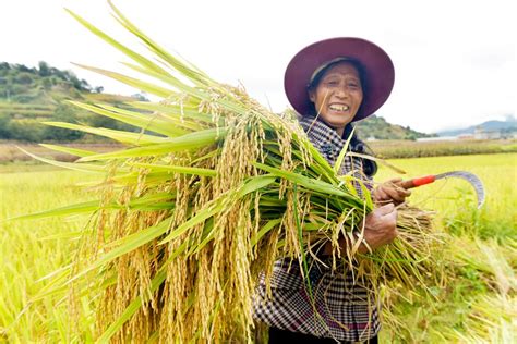 追光丨丰收时节 中国农民热爱哪些体育运动？-新华网