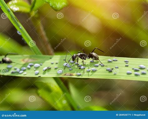 Ant are Caring for the Larvae of Aphids Stock Image - Image of life ...