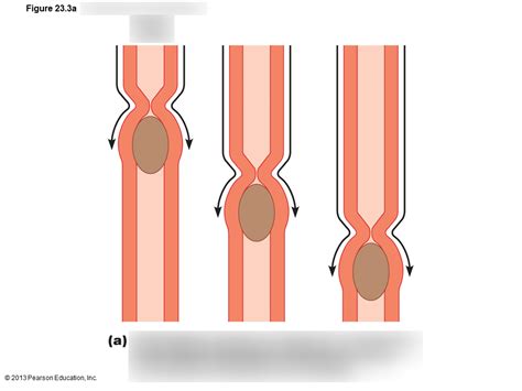 Peristalsis Diagram | Quizlet