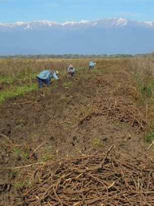 Harvesting wild licorice 2 - United Plant Savers