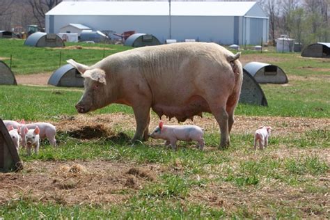 Farm Health Online – Animal Health and Welfare Knowledge Hub – Pig Breeds