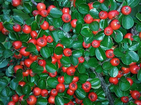 Cranberry Cotoneaster (1 Gallon) - This true multipurpose shrub displa – Online Orchards