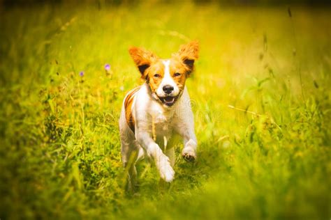 Breton Spaniel Female Puppy Running Towards Camera Stock Image - Image of brittany, breton ...