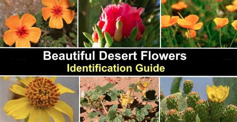 Beautiful Desert Plants With Names