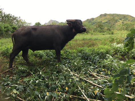 The Philippines Is Rallying Behind Its Disappearing Dwarf Buffalo