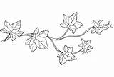 Ivy coloring page  ColouringPages sketch template