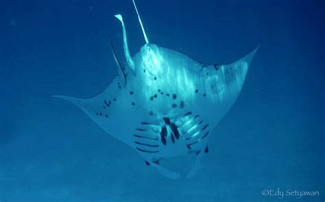 Bird's Head Seascape Important manta ray habitat discovered in Raja ...