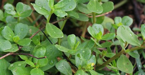 Purslane Identification and Uses: A Plant Profile | The Survival Gardener