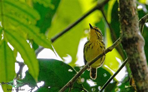 Birding Amazonian Ecuador: Harpy Eagle, Rufous Potoo and Hoatzin