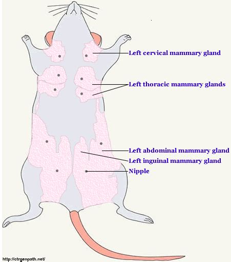 Anatomi, Morfologi dan Klasifikasi Mencit (Mus musculus) - Generasi Biologi