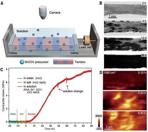 Mineralization generates megapascal contractile stresses in collagen fibrils | Science