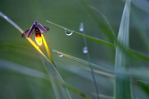 firefly photography | Firefly photography, Beautiful bugs, Firefly