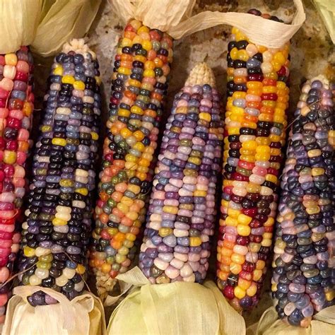 Give Color to Your Garden by Planting Rainbow Corn - The Dirt Doctors