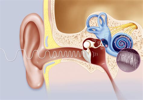 Eustachian Tube: Anatomy, Location, and Function