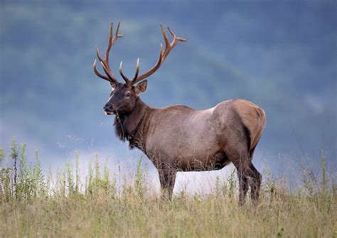 15 Fun Facts About The Wildlife In Guadalupe Mountains National Park!