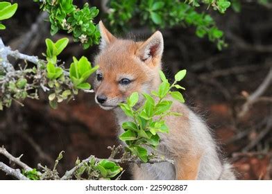 Baby Jackal Stock Photo 225902887 | Shutterstock