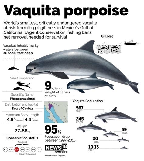 Vaquita porpoise - INSIGHTS IAS - Simplifying UPSC IAS Exam Preparation