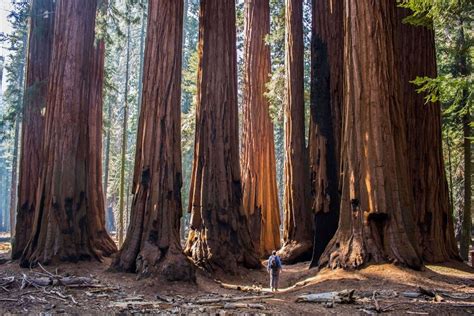 5 Biggest trees on earth