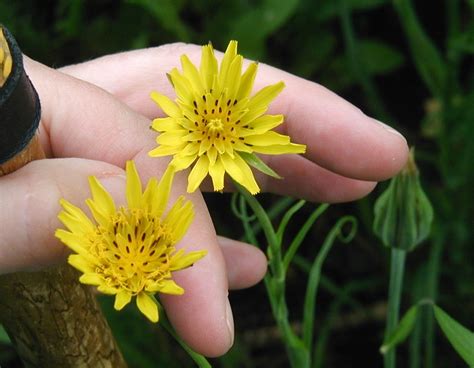 Goatsbeard: Giant Yellow Flowers by the Road