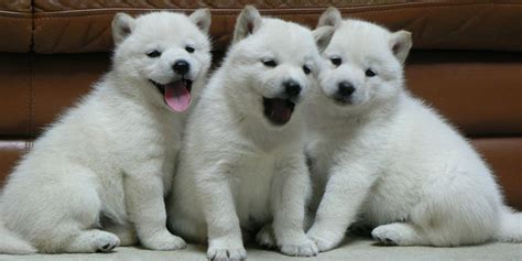 Hokkaido Dog Info, Temperament, Puppies, Pictures