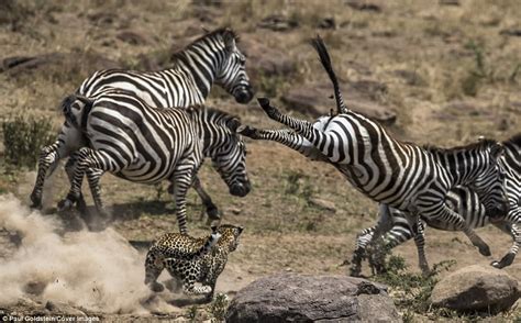 Leopard tries to hunt topi and zebra in Kenya | Daily Mail Online