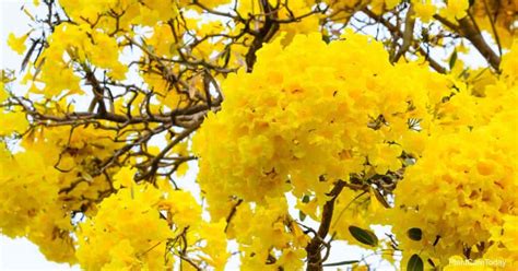 Tabebuia Tree: Growing The Flowering Pink Yellow Tree