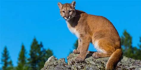 30 Claw-some Facts About Cougars - The Fact Site