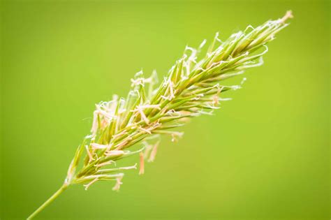 Sweet Vernal Grass Seed [Intro With 5 Buying Sites]