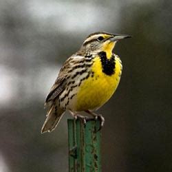 Montanakids | State Bird Western Meadowlark