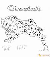 Free Cheetah Coloring Pages To Print Unleash Your Inner Artist sketch template