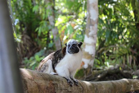 Biodiversity of the Amazon Rainforest: A Photo Essay