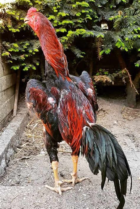 7 Prominent Fighting Chicken Breeds (With Pictures)