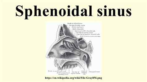 Sphenoidal sinus - YouTube