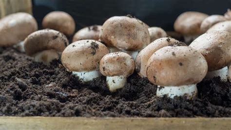 Learn How to Grow Mushrooms Indoors | Indoor Gardening