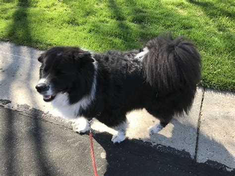 Samoyed border collie mix Boo | Samoyed, Border collie mix, Black and ...