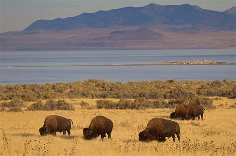 ANTELOPE ISLAND BISON, Antelope Island, Utah - RobsWildlife