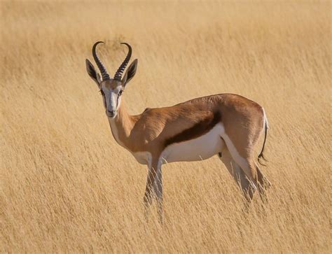 Springbok | Springbok, Game reserve, Animals