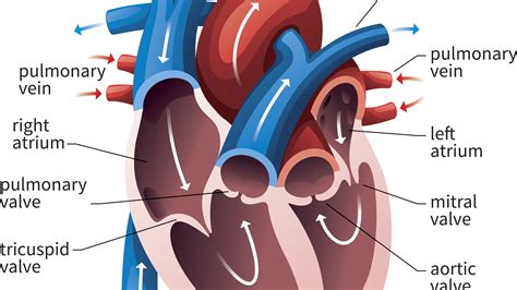 Diagram Of The Heart - exatin.info