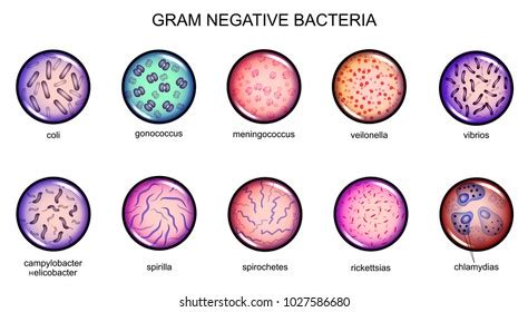 Chlamydia Bacteria Gram Stain