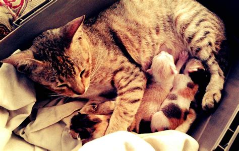 What To Do After A Cat Has Given Birth - Cat-World