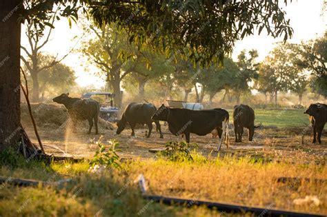 Premium Photo | Indian buffalo