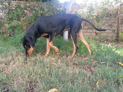 56 best Doberman/Belgian Malinois mix images on Pinterest | Belgian ...