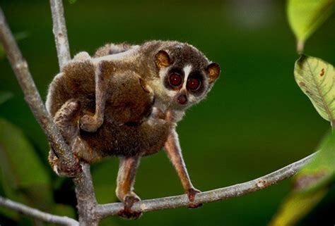 60 best Primates Old World: Slender Loris: Red Slender Loris (Loris tardigradus), Grey Slender ...