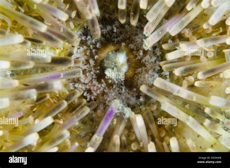 Sea Urchin Mouth High Resolution Stock Photography and Images - Alamy